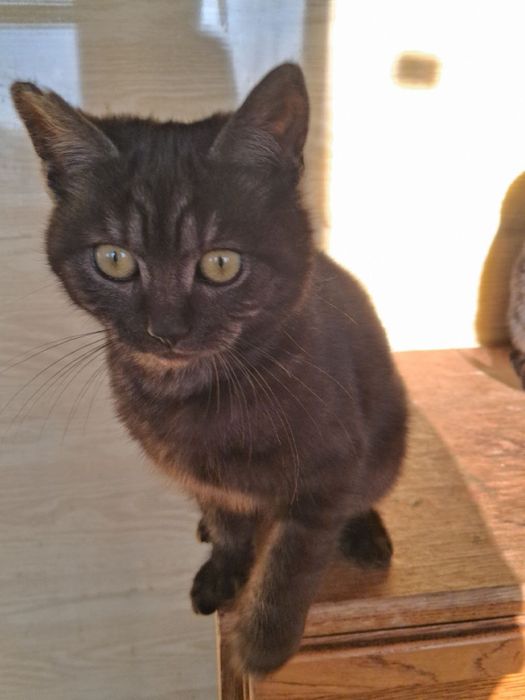 Кошенята шукають родину