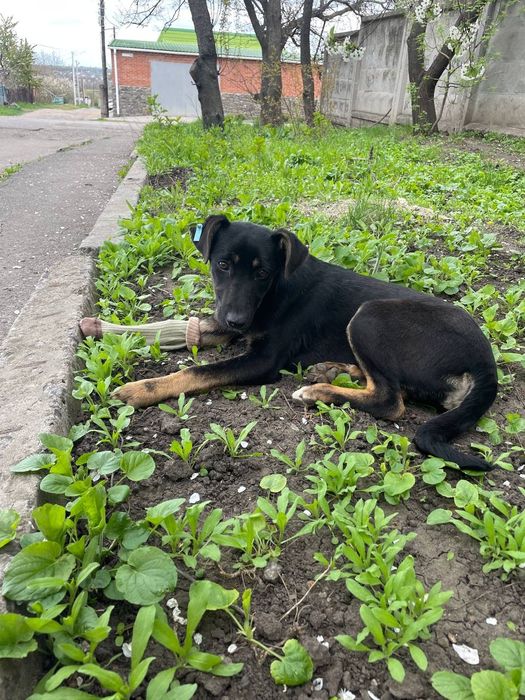 Шукає люблячу родину