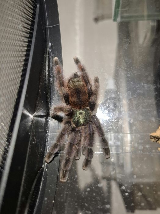 Samiec 3 dc Caribena Versicolor