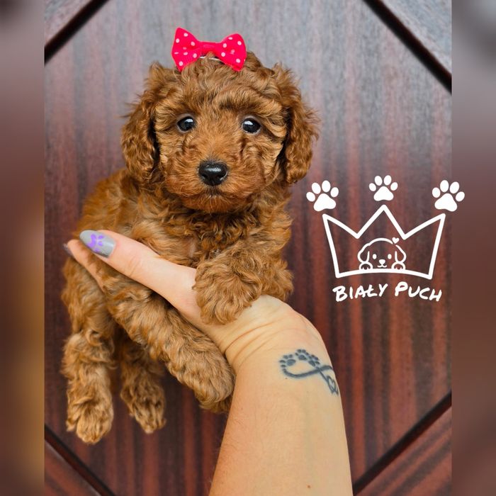 Pudel toy miniaturowy teacup red brown chiny badania paszport wyprawka