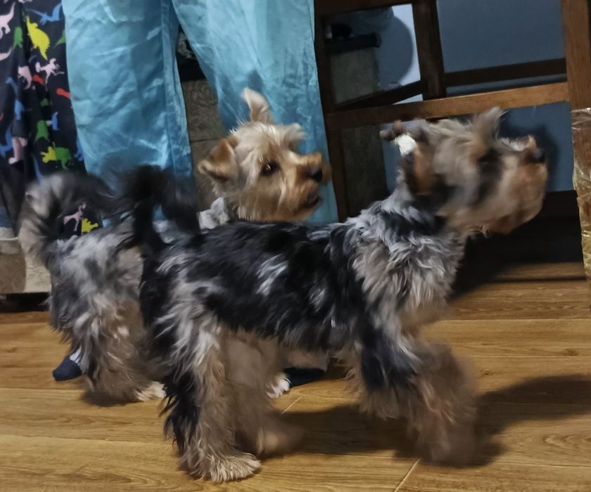 Хлопчики мерльові йоркширські терьери .5,5 міс