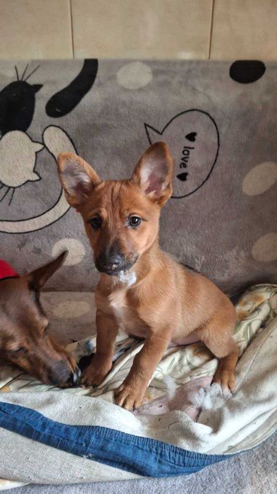 Цуценята віддам безкоштовно