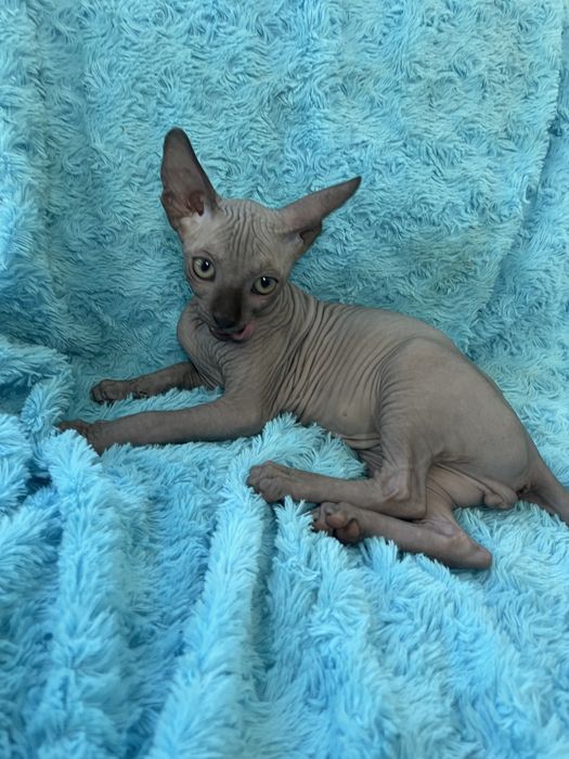 Неймовірний хлопчик Котик