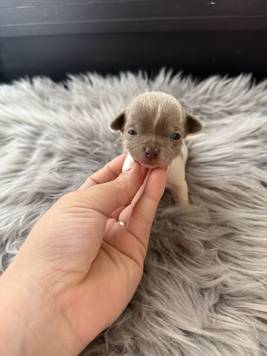 Menina  Chihuahua  lindissima “ de bolso.