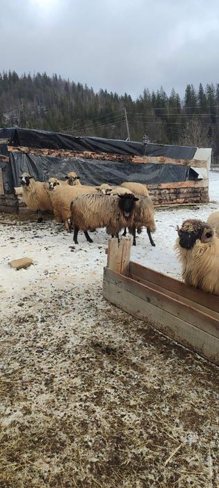 Продаються вівці