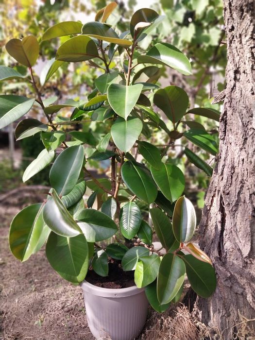 Фікус Робуста (Ficus elastica 'Robusta')