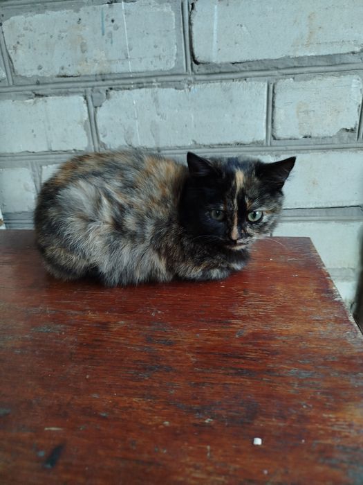 Отдам котенка в добрые руки