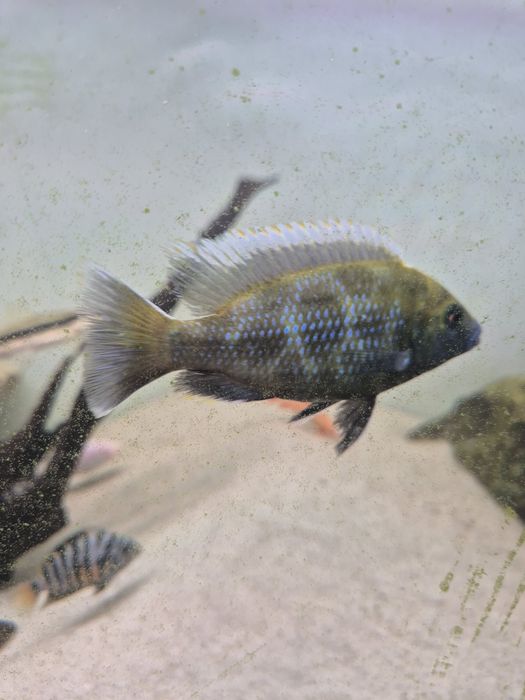 Nimbochromis venustus, malawi