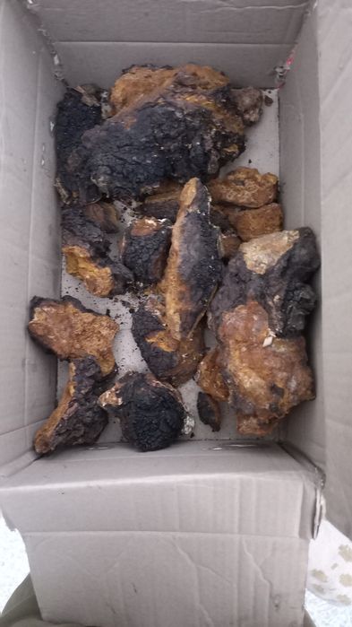 Чага березова зібрана в лісах прикарпаття