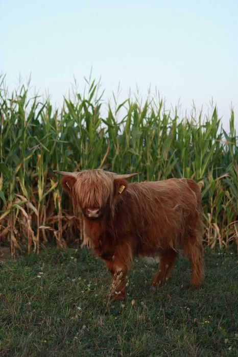 Byk Highland Cattle byczki jałówki piękne zadbane