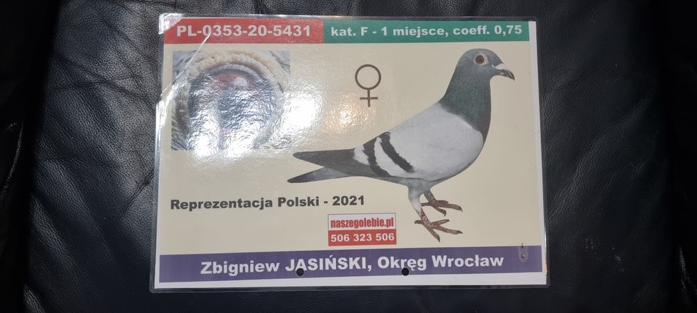 Gołąbek Rozpłodowy Samiczka Córka Olimpijki