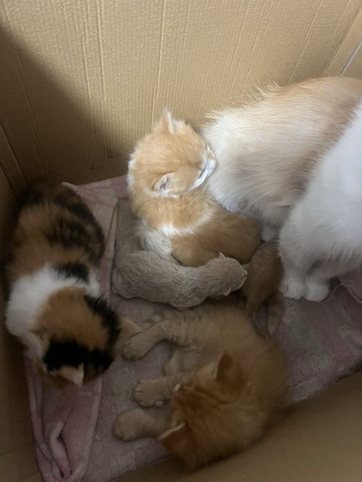 Двоє рудих кошенят