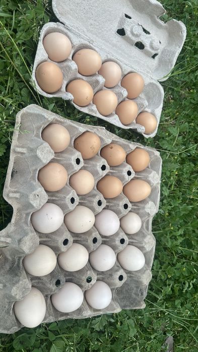Ovos de pedres e branca portuguesa