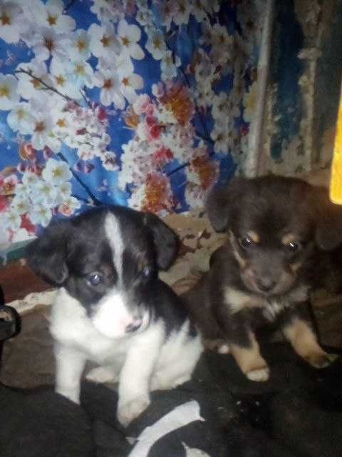 віддам щеняти в добрі руки