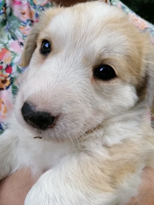 цуценятко, майже коргі