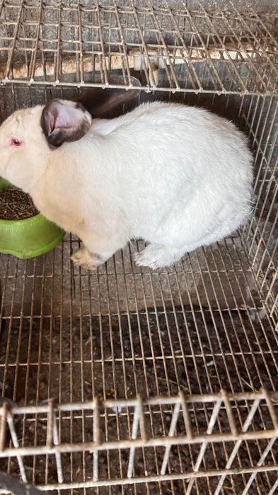 coelho raça gigante