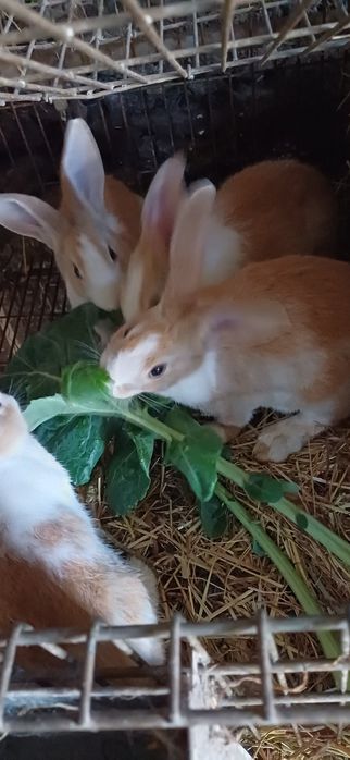 Coelhos de criação