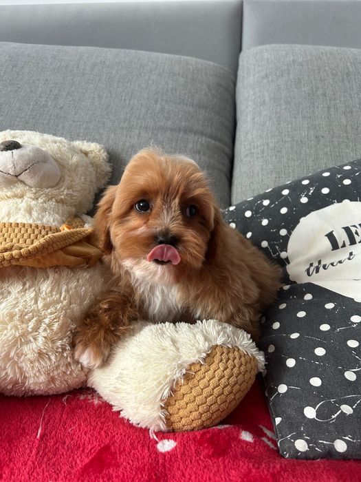 Malutki piesek Cavapoo