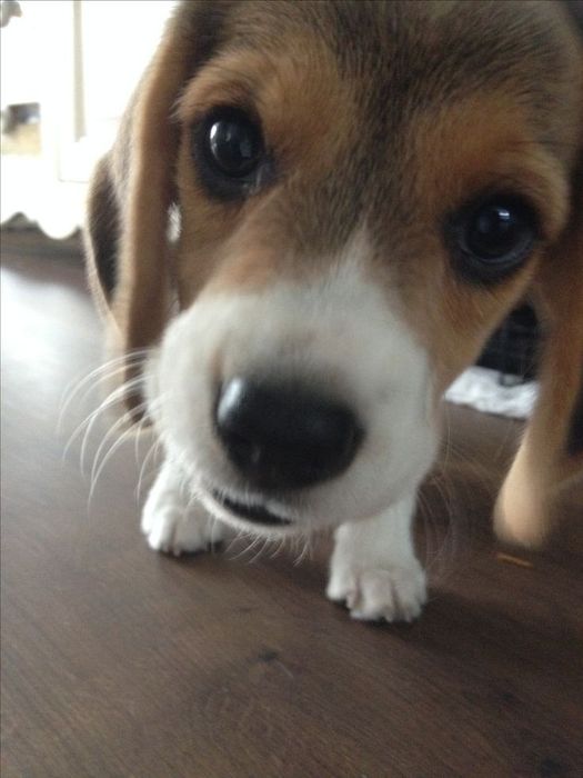 Бигль  песик мальчики