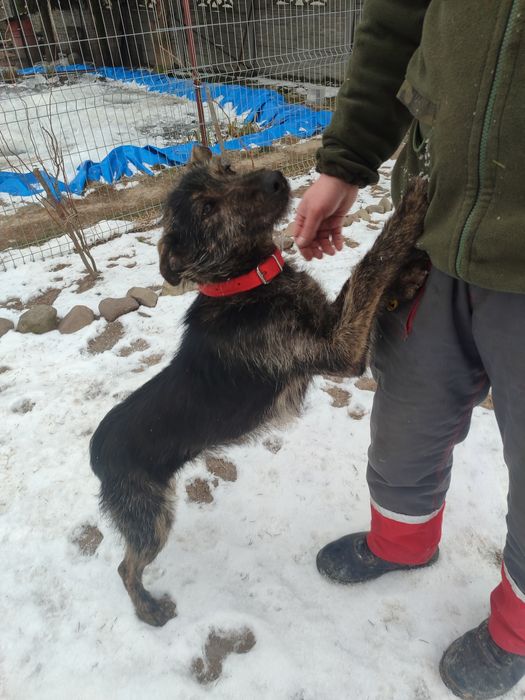 Znaleziony szczeniak do oddania