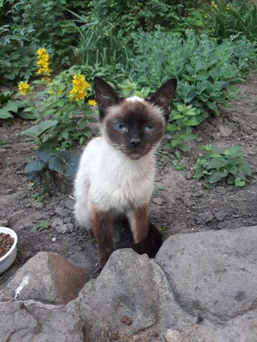 Отдам даром котика и кошку