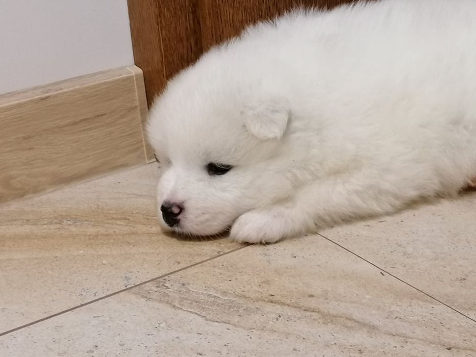 Samoyed ostatni szczeniak (samojed)