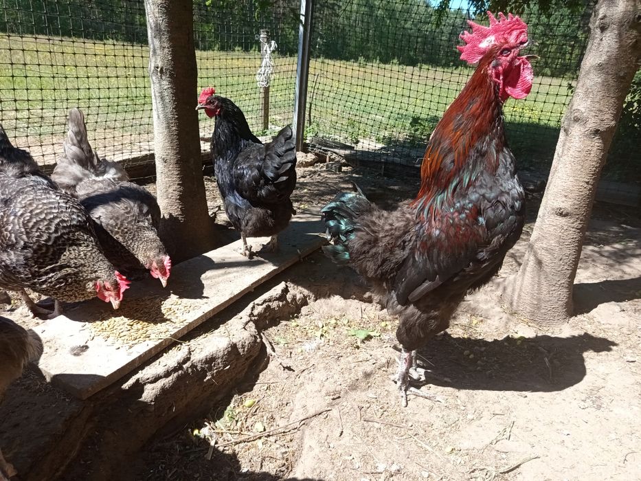 Stadko kur Marans 6 + 1 / czerwona skorupa