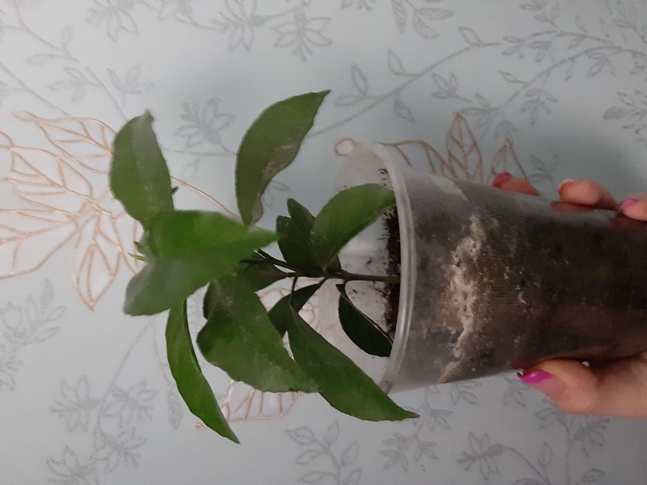 Лимон, мандарин для прививки