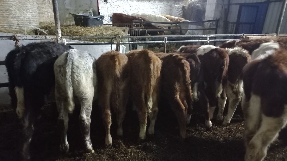 Sprzedam byczki I jałówki