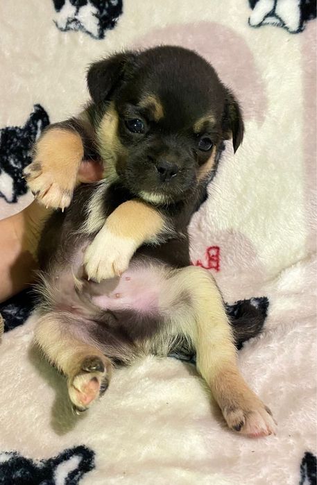 Дитя любові, мікс той-тер’єру хлопчик