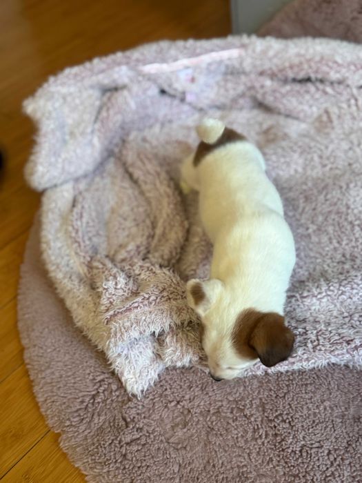 Jack Russell Terrier # B I A N K A Smartie Jacks # pure breed FEMALE