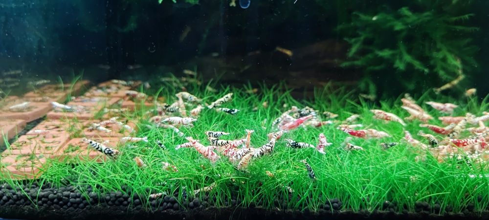 Krewetki Caridina Fancy Tiger red/black.