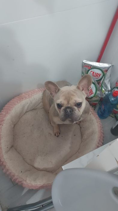 Buldogue frances faw blue