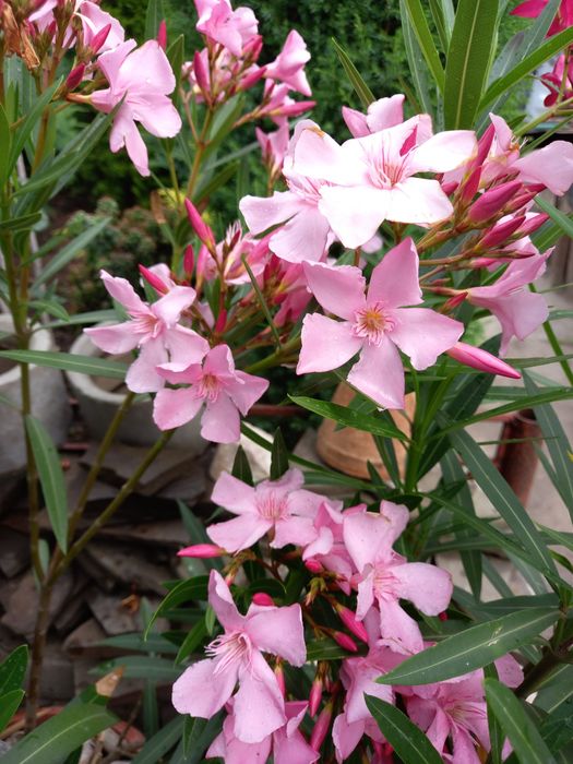 Олеандры разных цветов,лагерстремия