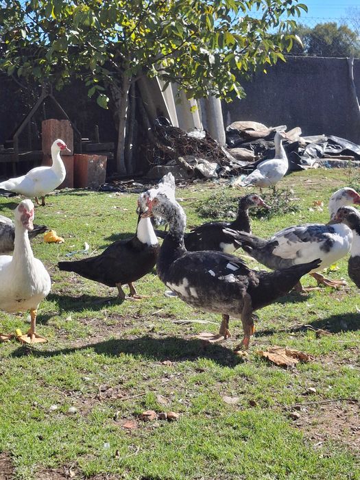 Patos mudos criados ao ar livre