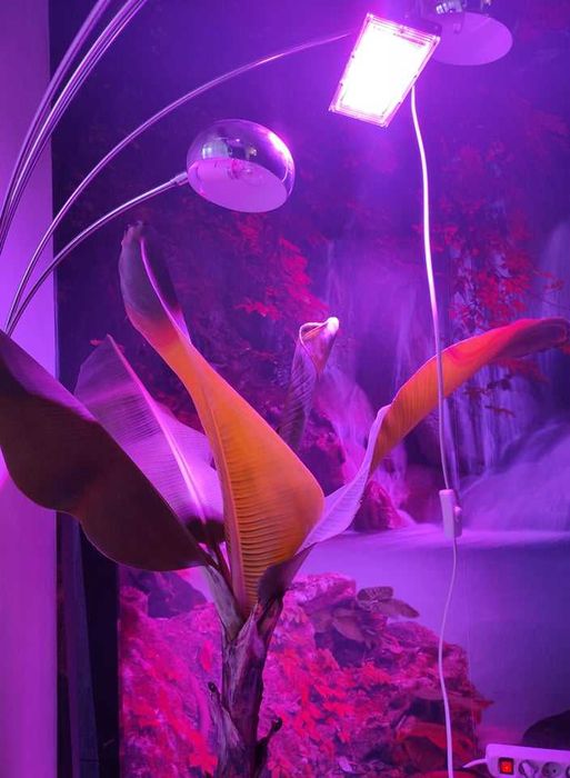 Panel do uprawy roślin lampa FULL SPECTRUM - LED GROW 30/50W