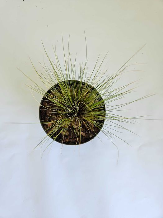 Ostnica mocna Pony Tails (Stipa tenuissima ‘Pony Tails’)