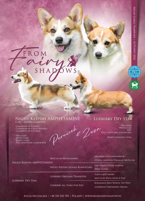 Welsh Corgi Pembroke - piesek - ZKwP/FCI