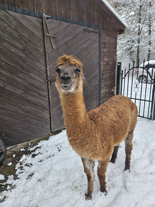 Alpaka - samiczka