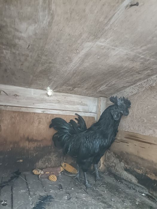 Para ayam Cemani