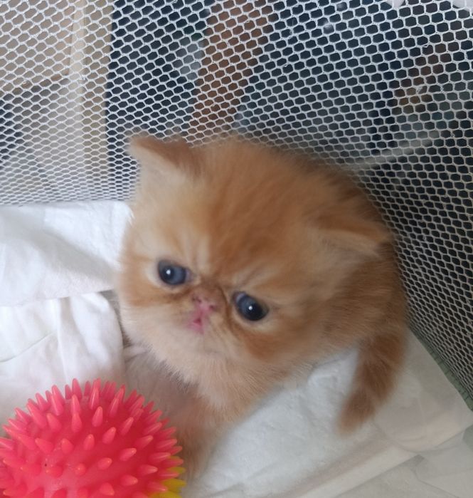 Персидские котята