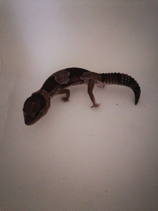 Gekon Gruboogonowy nr ref. HC0219 Oreo Stinger het Patternless OBNIŻKA CENY