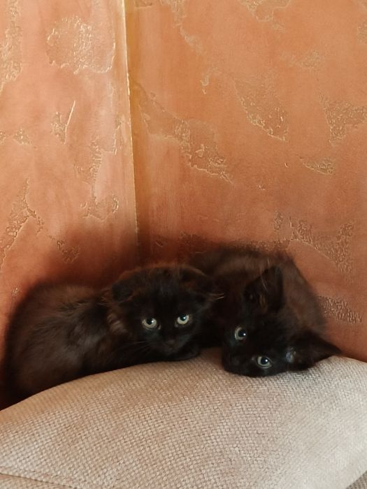 Отдам чёрных котят.