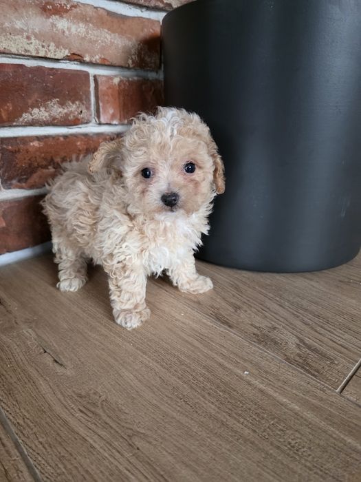 Maltipoo f1 chłopczyk !!