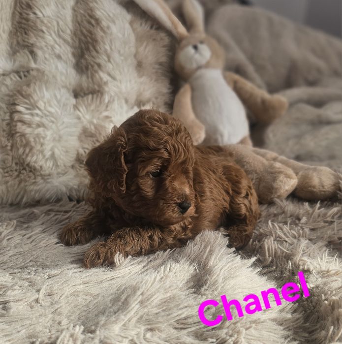 Suczka red brown Chanel