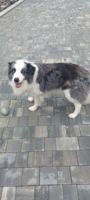 Szczeniak Border collie