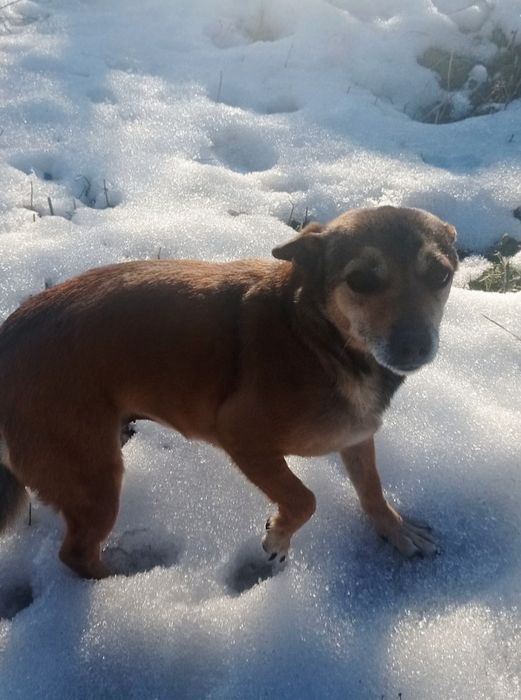 Невеличка собачка Боня шукає люблячих господарів!