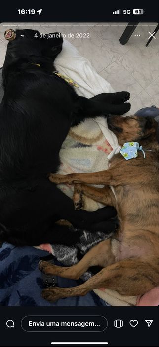 Cães para adocão