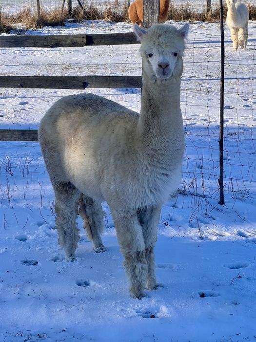 Na sprzedaż samice z 2024