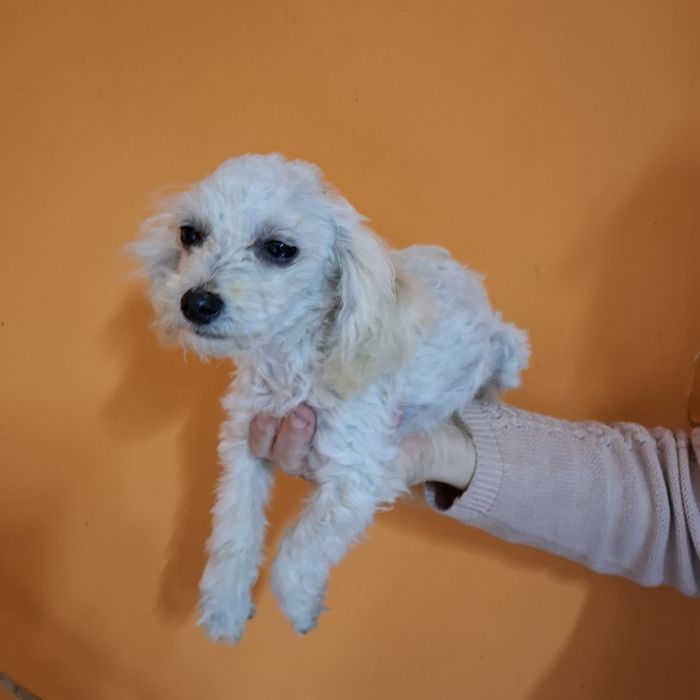 Maltipoo śliczny piesk
